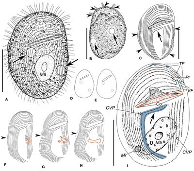 Gastronautidae Deroux, 1994 and Trithigmostoma Jankowski, 1967: Evolutionary Links Among Cyrtophorian Ciliates (Protista, Ciliophora, and Phyllopharyngea)